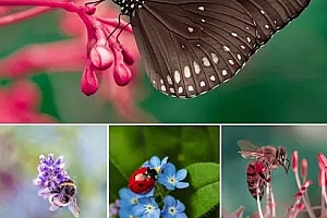 超景深微距小动物拍摄PS&Lr后期调色预设