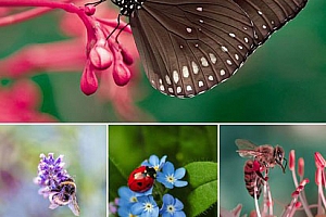 超景深微距小动物拍摄PS&Lr后期调色预设