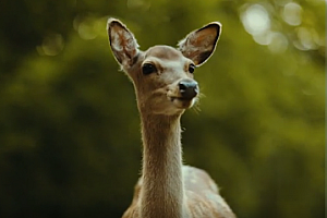 44个索尼Cine2电影大片调色LUT预设